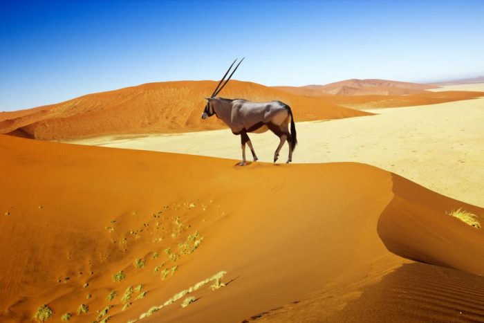 Oryx in Sossusvlei Dunes