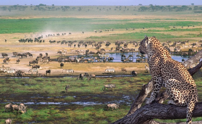 Serengeti Safari discount
