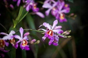 Wild Orchids near Machu Picchu