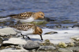 ©MKelly Spoonbilled Sandpiper
