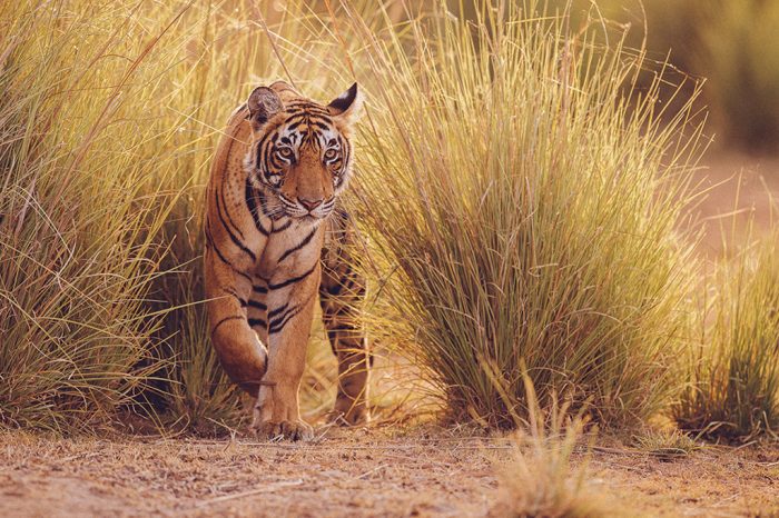 Search for Bengal tiger in India