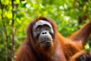 Explore Highlights of Sumatra