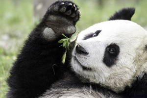 Get up close with Pandas
