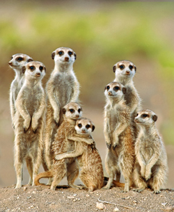 Adorable meerkats