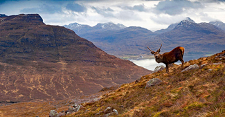 Rare highlands wildlife