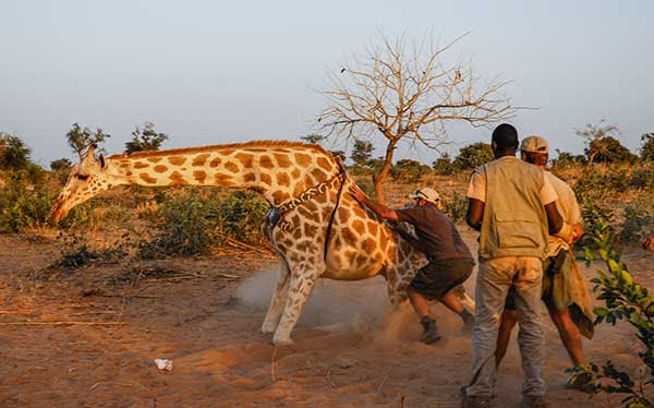Namibia Safari Wildlife Conservation Wilderness Travel