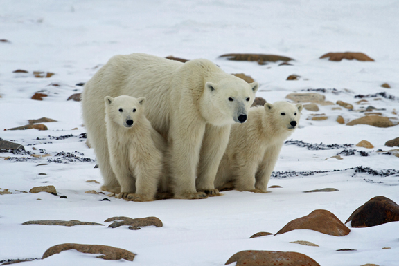 Polar Bears in peril