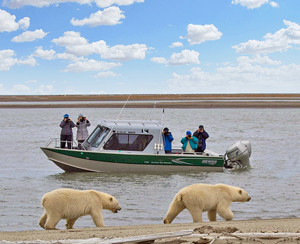 Polar bear viewing near Kaktovik, AK