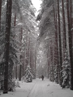 Valday Forest