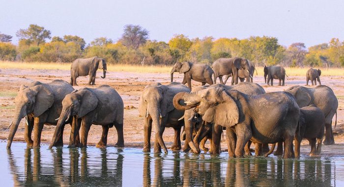 Great Elephant Migration trip Wilderness Travel